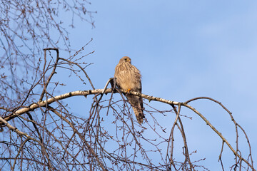 Common kestrel on a tree