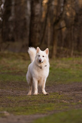 white dog in the park