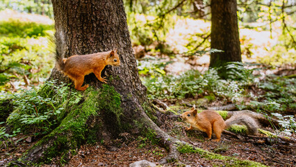 Two red squirrels playing around a tree in the beautiful green blurry forest © sarka.svobodova