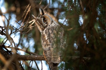 Long-eared owl resting on a pine tree