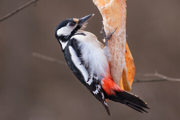 great spotted woodpecker on a feeding place