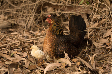 Mama gallina con pollitos caminando libres entre ramas