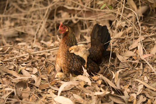 Mama gallina con pollitos caminando libres entre ramas