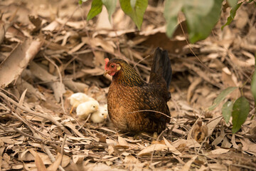 Mama gallina con pollitos caminando libres entre ramas