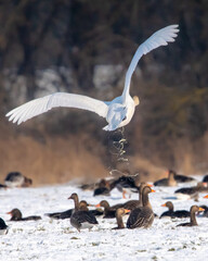 łabędź niemy na tle naturalnego środowiska © Michał Kurzątkowski