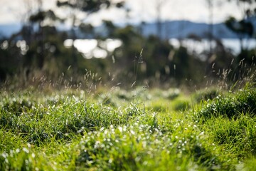 grass growing on a field on a farm. pasture crop for livestock feed