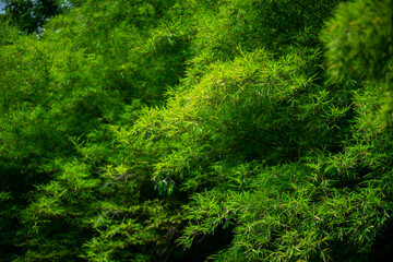 trees bamboo trees green leaves in tropical asia forest old