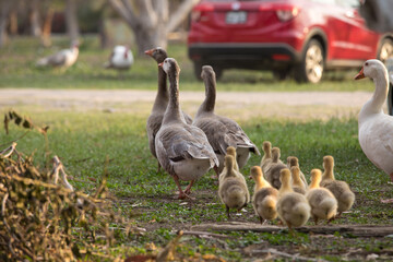 Gansos caminando libres por granja con gansos bebes maternidad familia