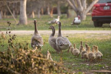 Gansos caminando libres por granja con gansos bebes maternidad familia