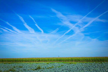 contrails in the sky with corn field - obrazy, fototapety, plakaty
