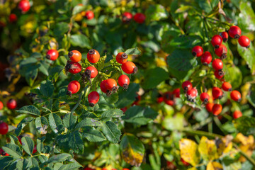 collecting rose hips in late summer