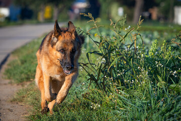 german shepherd dog running