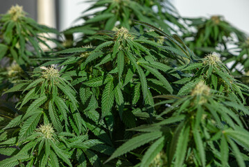 green leafs of a marihuana plant