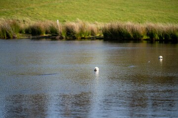 Farming landscape with a water dam with white float on a beef farm