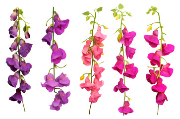 Sweet pea hanging group plants isolated on transparent background