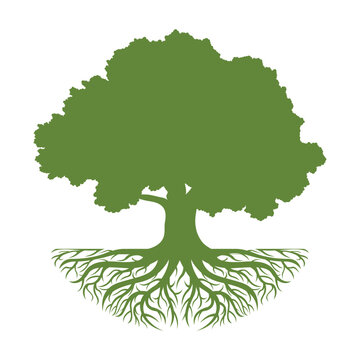 Oak tree logo template vector