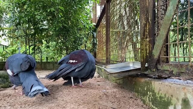 A very beautiful pair of Blue Crowned-pigeon. Cute bird. Beautiful bird. Mabruk Ubiaat. Crowed bird.