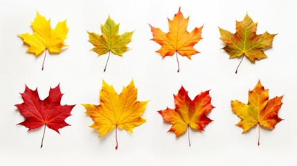 Naklejka na ściany i meble An autumn leaf set in yellow, orange, red, burgundy, green colors on a white background for creativity