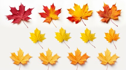 An autumn leaf set in yellow, orange, red, burgundy, green colors on a white background for creativity