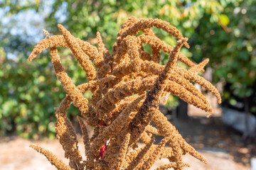 ripened seeds of the agricultural plant vegetable amaranth