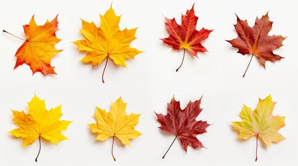 An autumn leaf set in yellow, orange, red, burgundy, green colors on a white background for creativity