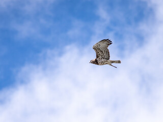 eagle in flight