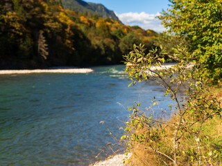 mountain river in the forest