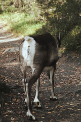 deer walking in the forest