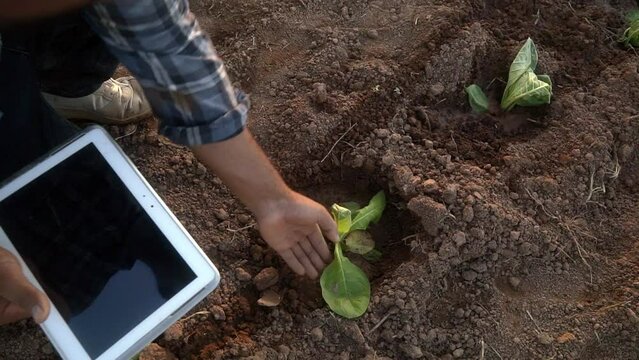 Cloes up habd asian young farmer using a tablet to examine tobacco leaves on a field to prepare for planting.