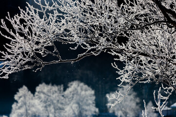 光り輝く霧氷の枝からはらりと落ちる霧氷のの結晶8