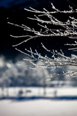 光り輝く霧氷の枝からはらりと落ちる霧氷のの結晶1