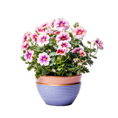 Fototapeta premium Flower in a pot isolated on transparent and white background. Png transparent