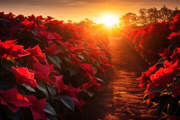 A poinsettia garden bathed in the warm glow of a holiday sunset. Generative Ai