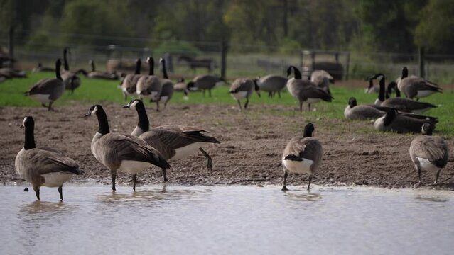 wild geese swim on the lake and relax in the garden. Wild geese migrate to the central United States.