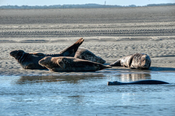 phoque © escapade photo