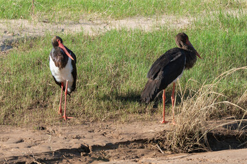 Cigogne noire,.Ciconia nigra, Black Stork