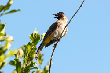 Bulbul tricolore,. Pycnonotus tricolor, Dark capped Bulbul