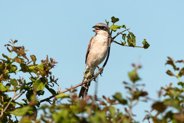 Pie grièche écorcheur,. male, Lanius collurio, Red backed Shrike