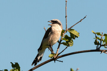 Pie grièche écorcheur,. male, Lanius collurio, Red backed Shrike