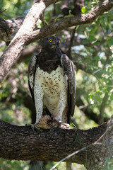 Aigle martial, Polemaetus bellicosus, Martial Eagle, Varan du Nil, Varanus niloticus