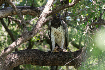 Aigle martial, Polemaetus bellicosus, Martial Eagle, Varan du Nil, Varanus niloticus