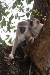 Obraz premium Vervet, singe, Chlorocebus pygerythrus