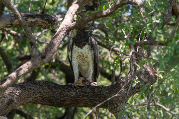 Aigle martial, Polemaetus bellicosus, Martial Eagle, Varan du Nil, Varanus niloticus