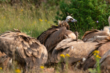 Vautour moine,.Aegypius monachus, Cinereous Vulture