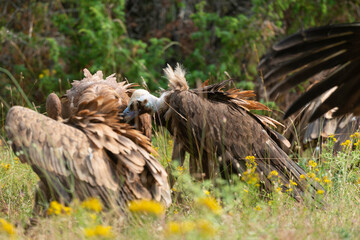 Vautour moine,.Aegypius monachus, Cinereous Vulture