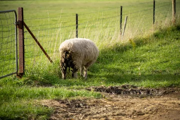 Foto op Plexiglas sheep with dags in a field on a farm © Phoebe