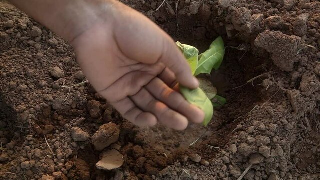 Cloes up habd asian young farmer using a tablet to examine tobacco leaves on a field to prepare for planting.