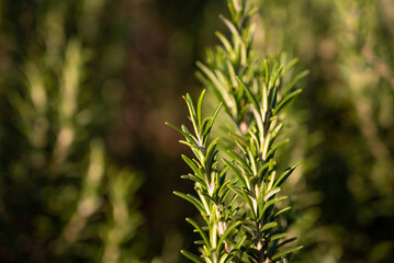 rosemary leaves.Close up of rosemary growing outdoors.Salvia rosmarinus