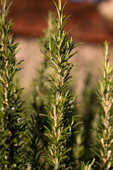 rosemary leaves.Close up of rosemary growing outdoors.Salvia rosmarinus