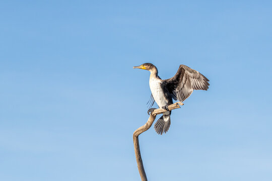 Adult cormorant stretching his wings against blue sky background. Lake Naivasha, Kenya. Space for your text.